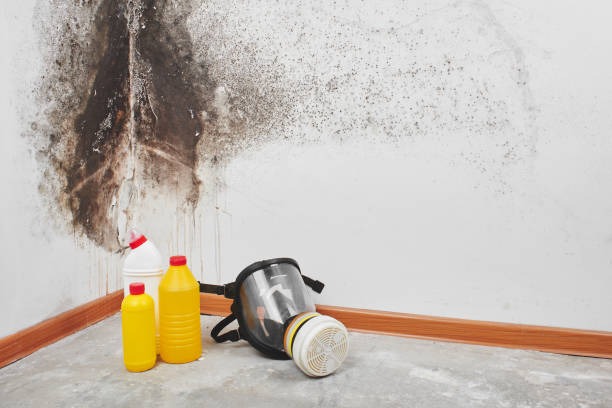 Best Toxic Mold Removal  in Portland, MI