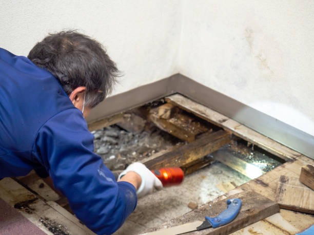 Best Certified Mold Removal  in Portland, MI