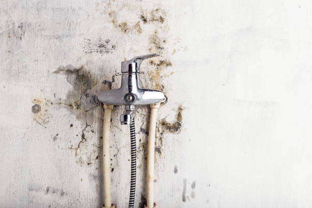 Mold Testing and Removal in Portland, MI