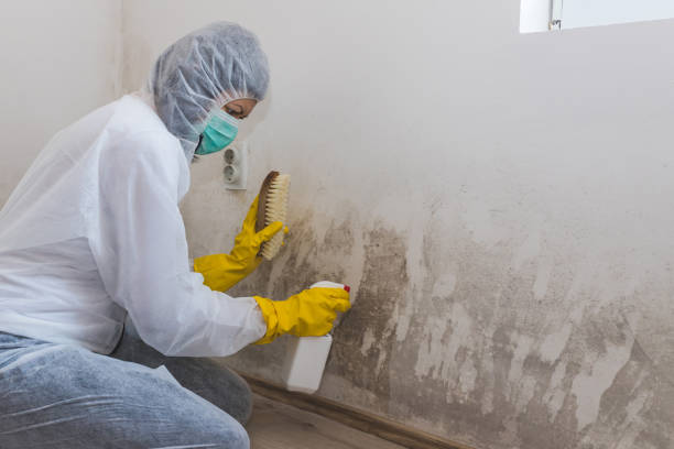 Best Emergency Mold Removal  in Portland, MI