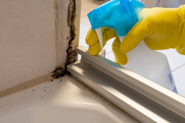 Certified Mold Removal in Portland, MI