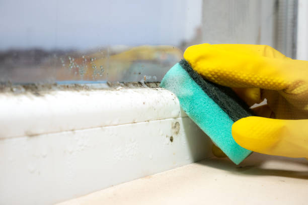 Best Mold Testing and Removal  in Portland, MI