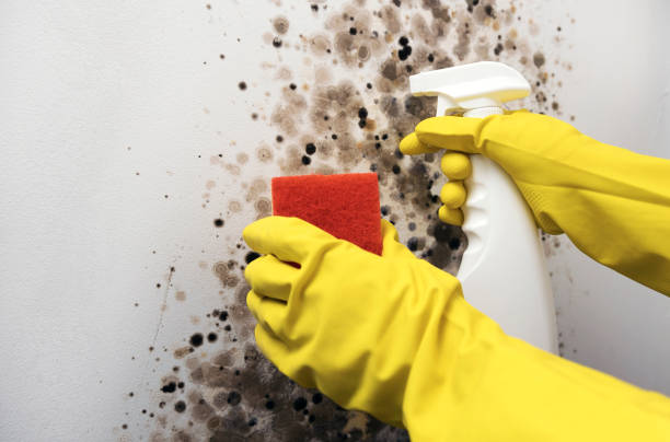 Best Best Mold Removal Companies  in Portland, MI