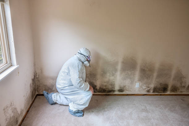 Best Office Mold Removal Services  in Portland, MI
