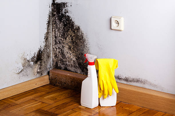 Best Affordable Mold Removal  in Portland, MI