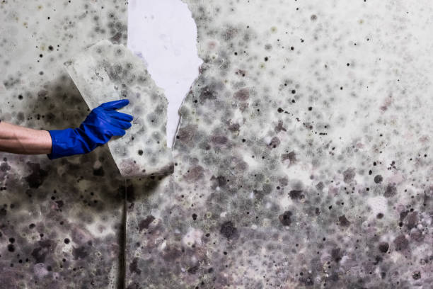Best Mold Damage Repair  in Portland, MI
