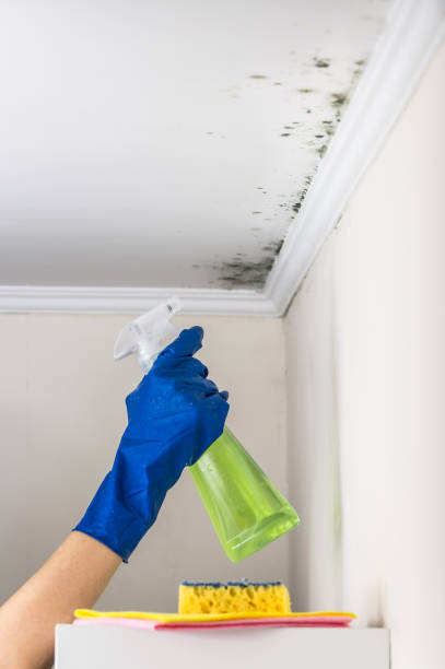 Crawl Space Mold Removal in Portland, MI